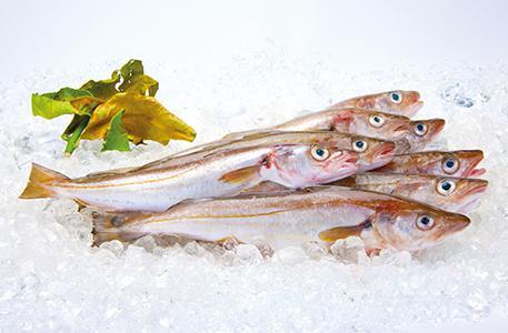 Merlan Wittling Gadden Weissling Frisch Fisch auf Eis