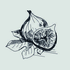 Feigen illustriert