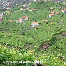 © Weingärten auf Madeira / Justino´s